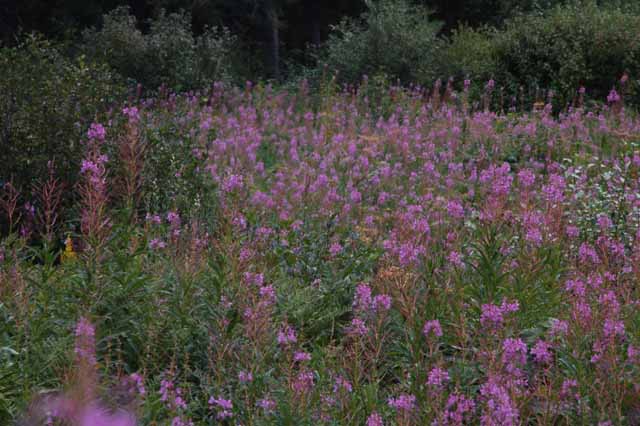 wildflowers